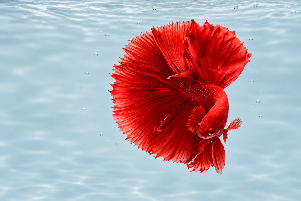 close-up-of-fish-over-black-background-325044.jpg